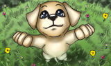 animal jeux